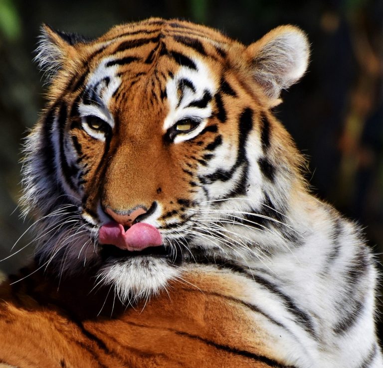 tiger sticking tongue out